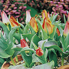 Reference: Haus & Garten