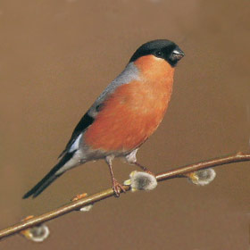 Reference: Natur & Geografie